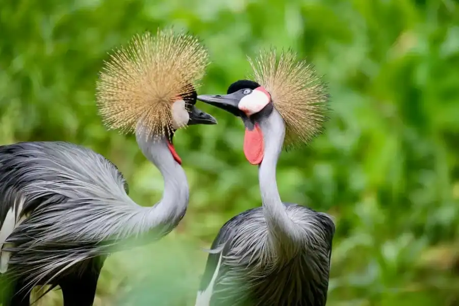 🕓Semuliki National Park Safari with Hot Springs