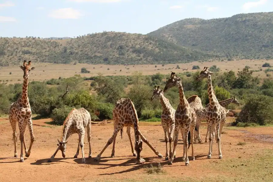 🕓SGR Train Day Trip: Mikumi National Park