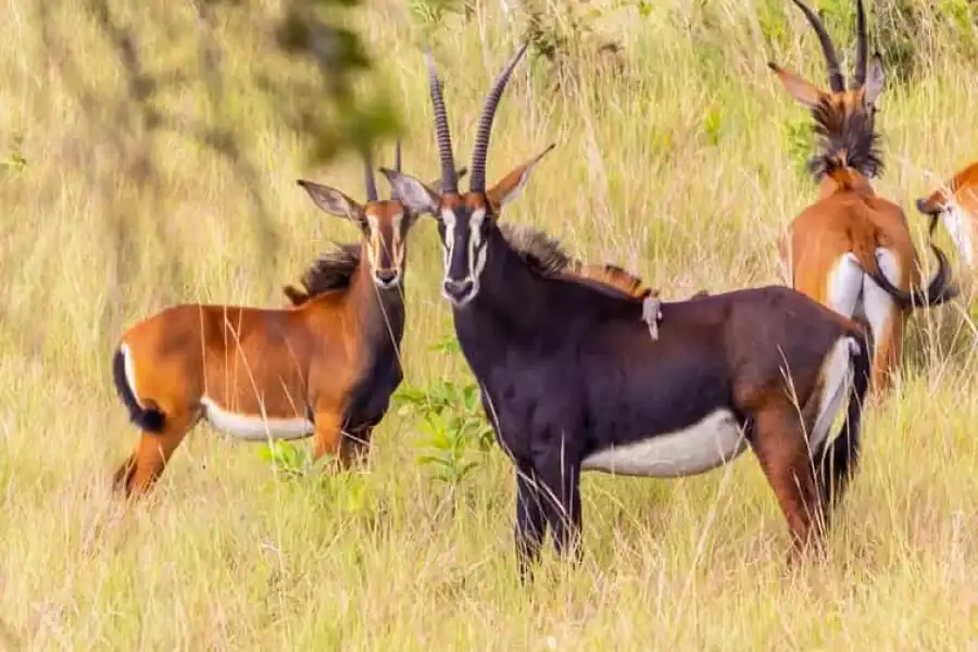 🚸Shimba Hills Day Safari & Sheldrick Falls Hike Private Tour