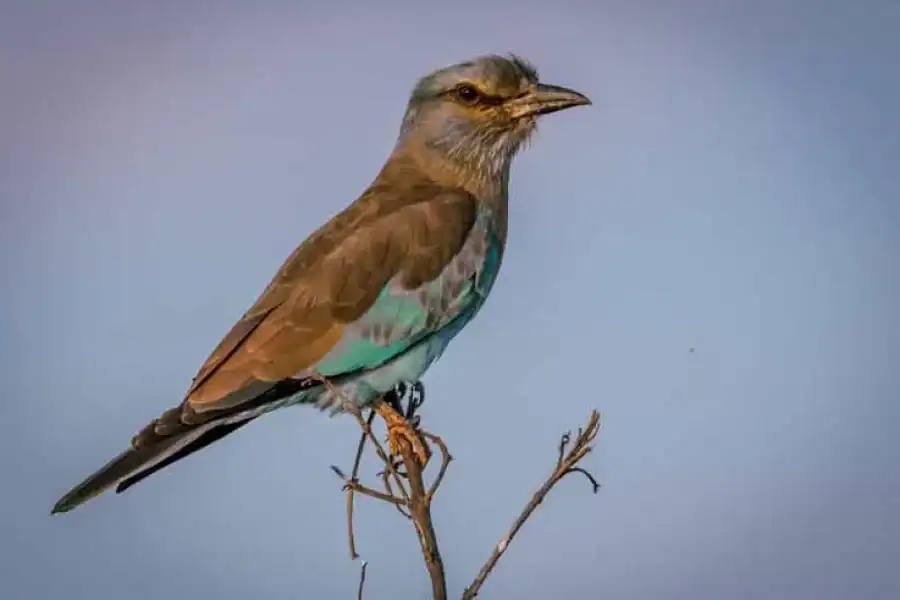 🚸Shimba Hills Tropical Rain Forest Day Trip