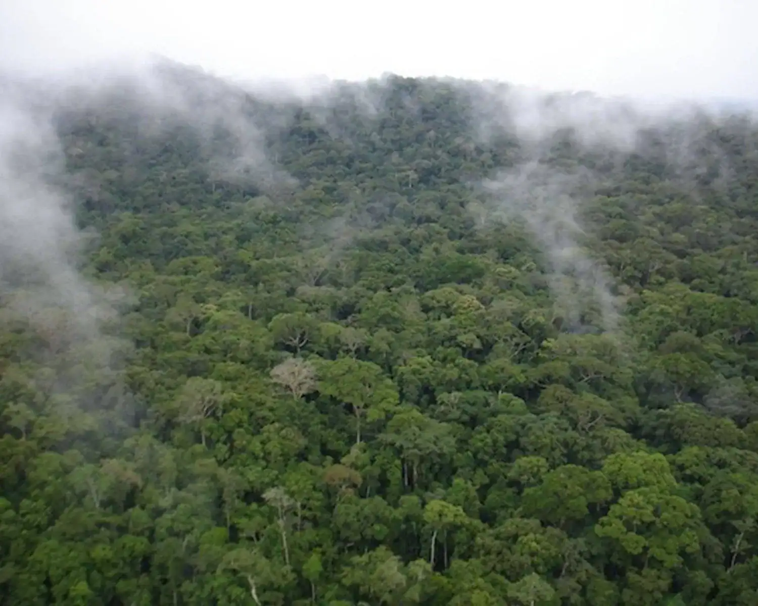 🕓Sierra Leone: Gola Rainforest National Park Guided Tour