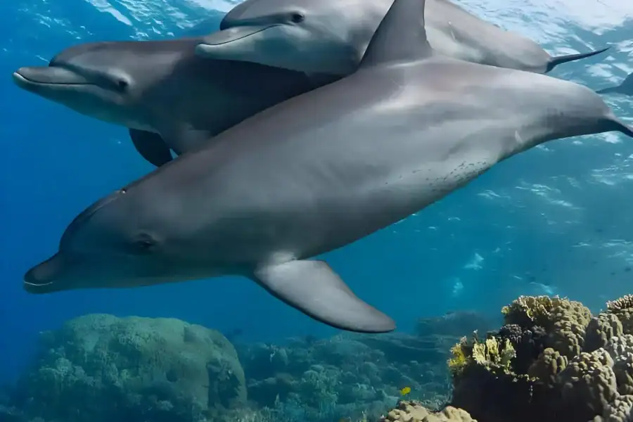 🕓Snorkeling and swimming with dolphins in mnemba island