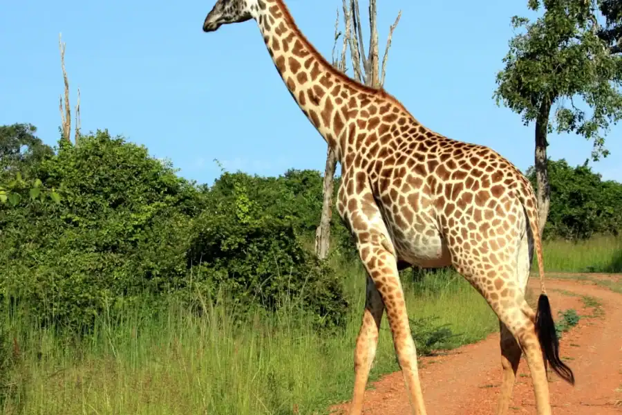 🕓South Luangwa National Park: Overland Transfer Service