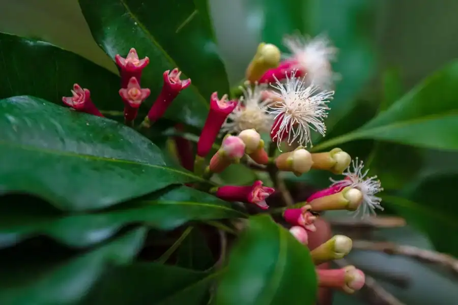 🕓Spice Farms Tour& Cooking local Food Tour