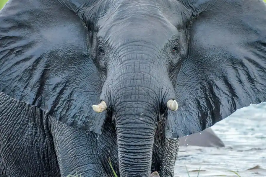 🕓Splash& Safari: Devil's Pool& Chobe River Escapade