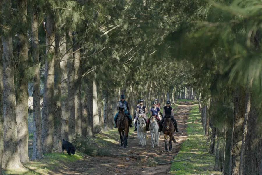 🕓Stellenbosch: 1hr Horseback Vineyard-Mountain Trail Ride