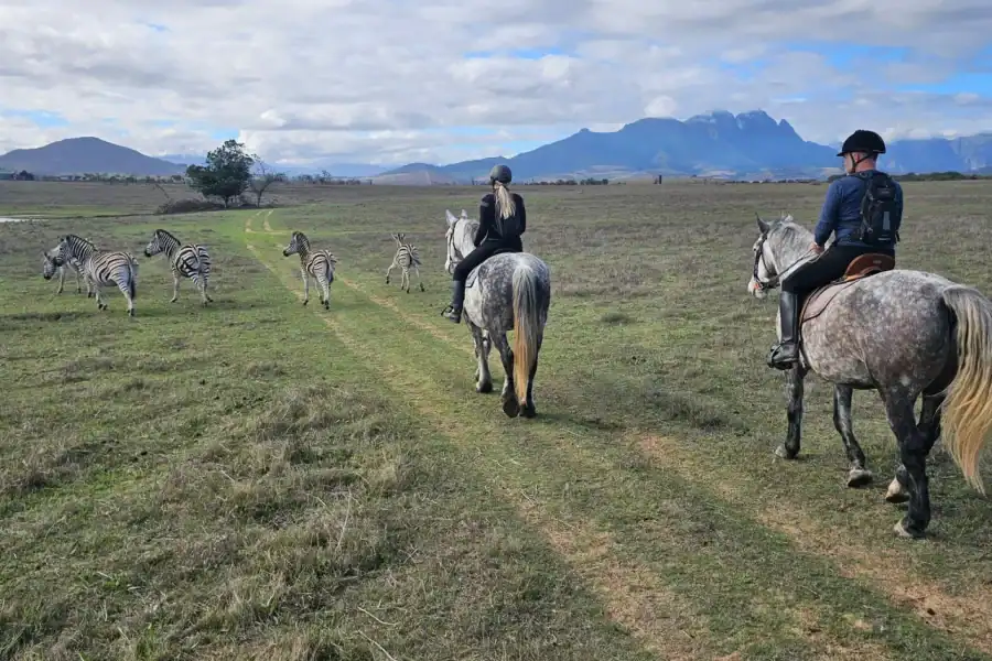 🕓Stellenbosch: Horse Riding Wildlife Safari