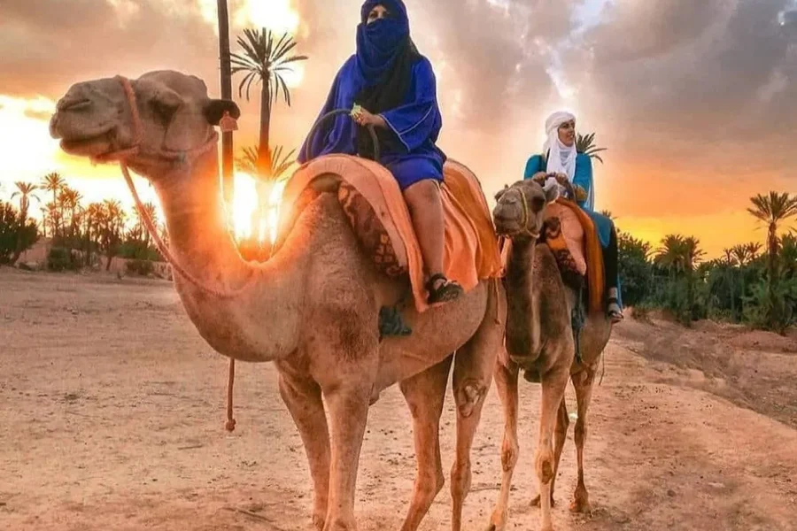 🕓Sun set camel ride in palmerai of Marrakesh