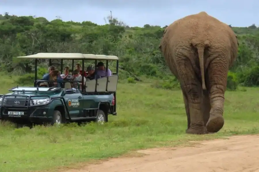 🕓Sunrise Safari – through Addo Park to Schotia reserve