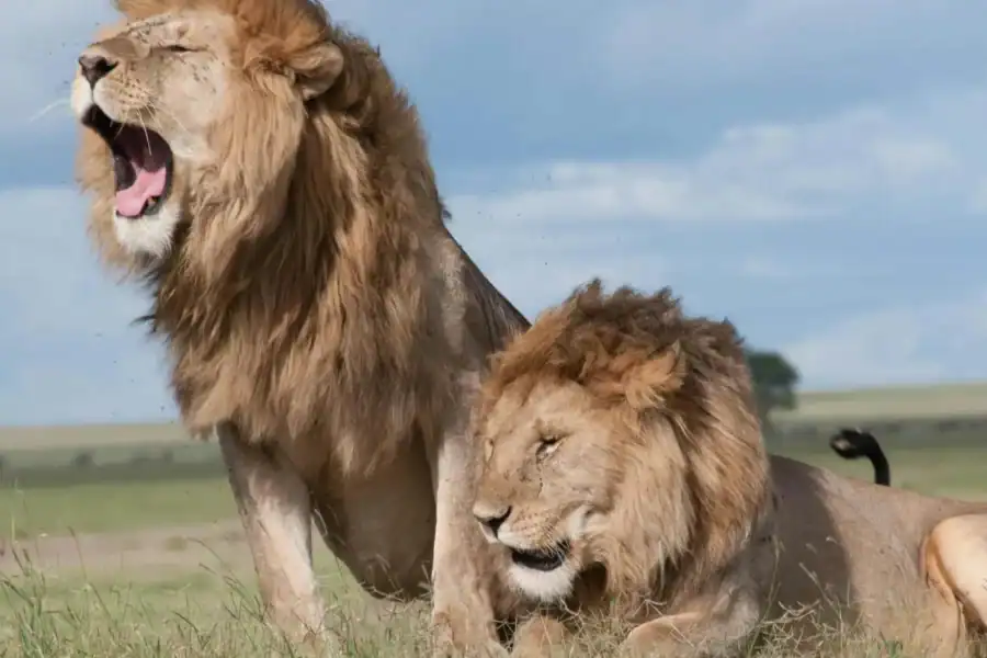 🕓Sunset Safari at the big 5 Game Reserve All inclusive