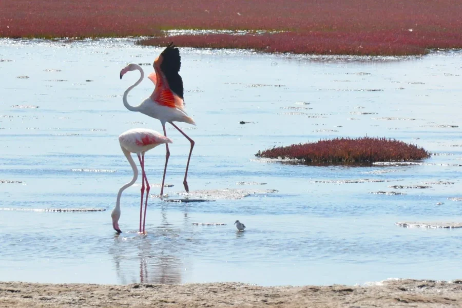🕓swakopmund city tour dune 7 pink lake pink flamingos