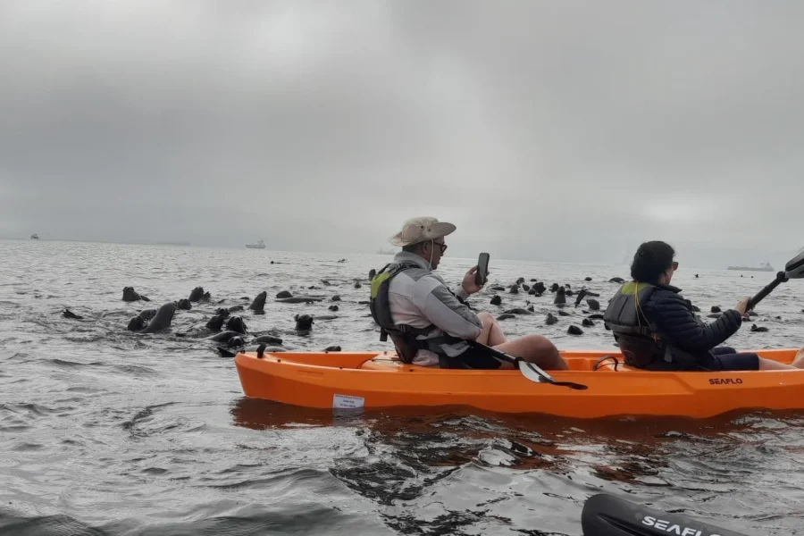 🕓Swakopmund/Walvis Bay: Sandboard& Seal Kayaking Combo Tour