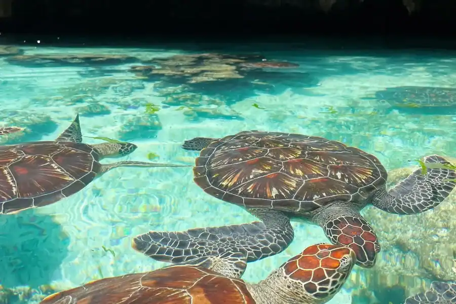 SWIMMING WITH TURTLES AT SALAAM CAVE AT KIZIMKAZI ZANZIBAR