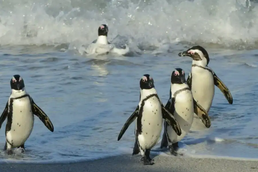 🕓Table Mountain, Cape Point& Penguin Beach ENTRANCE INCLUDED