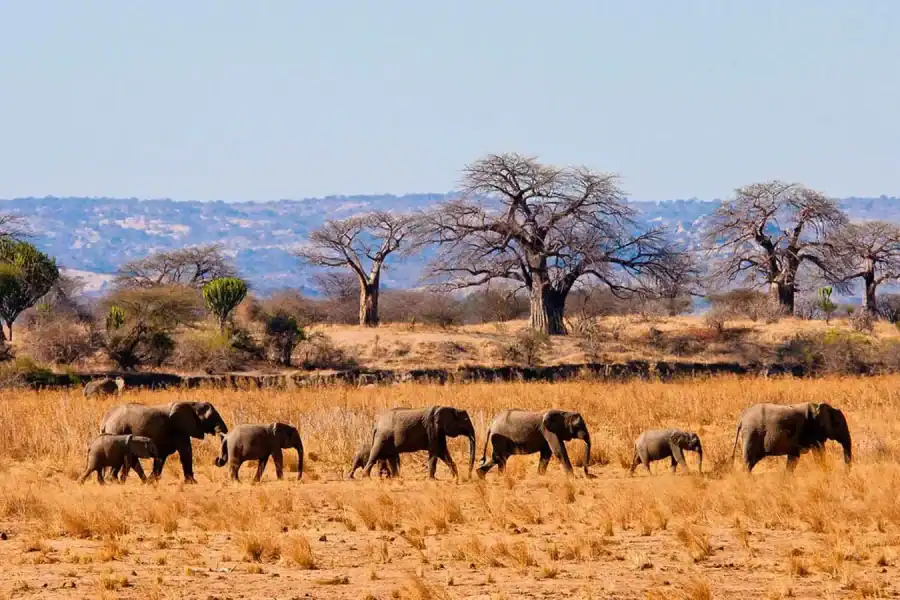 🕓Tanzania: Big 5 Tour