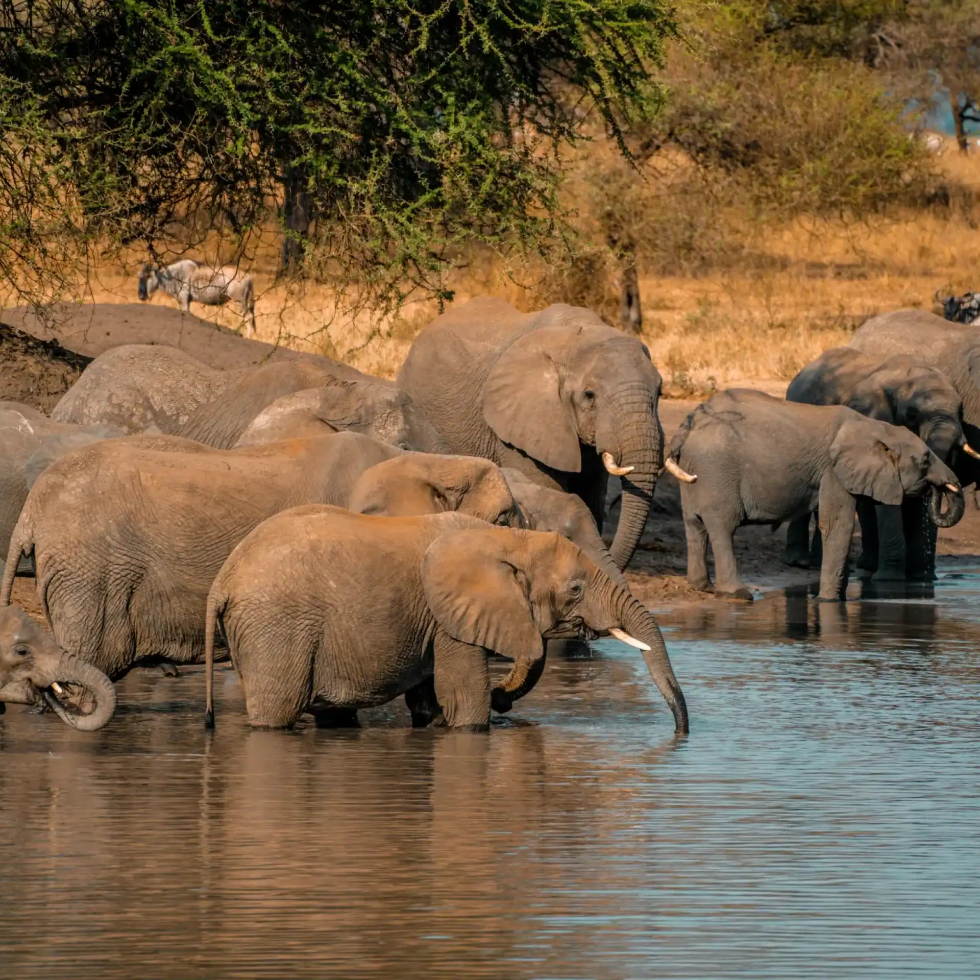 🕓Tanzania: Private 5-Day Mid-Range Safari
