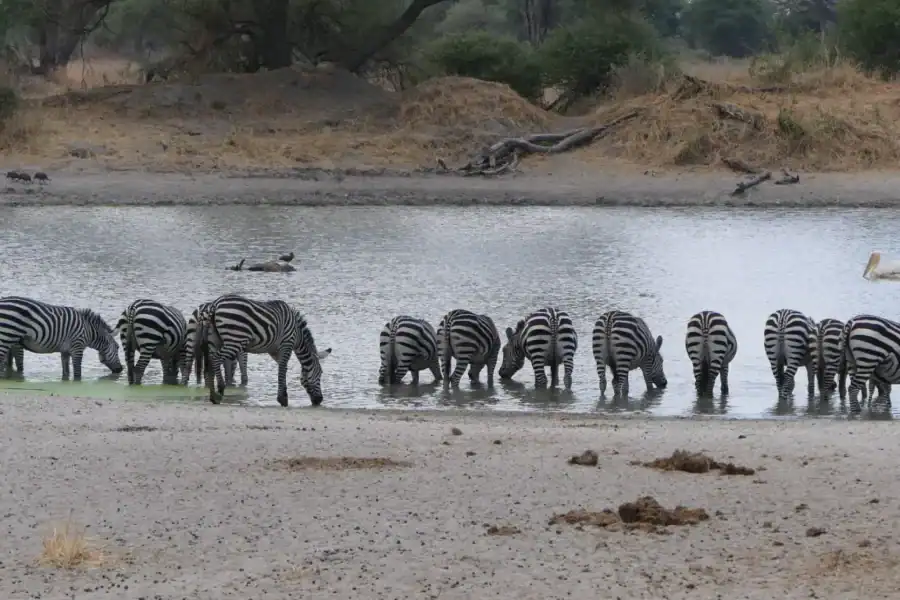 🕓Tanzania: Serengeti, Ngorongoro& Tarangire Safari Tour