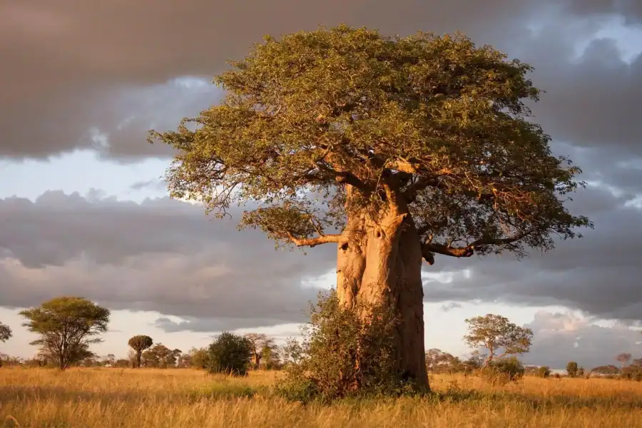🕓Tarangire: 2-Day Safari with Game Drives and Accommodation