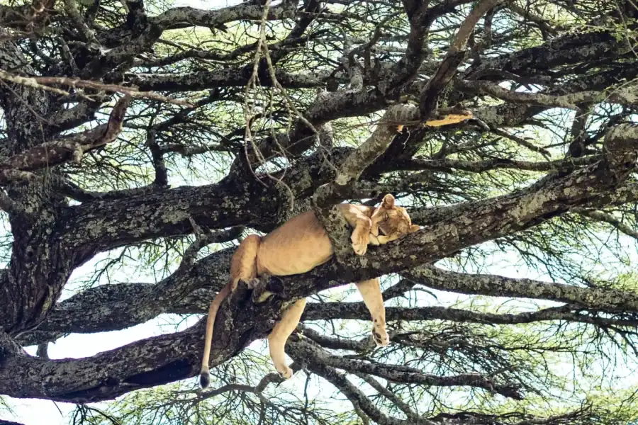 🕓Tarangire: Tarangire National Park Day Safari with Wildlife