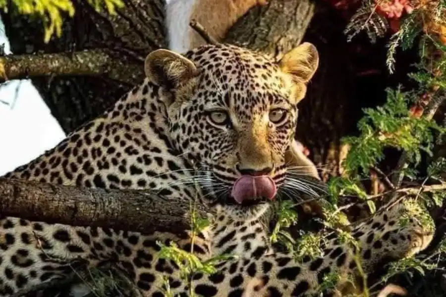 🕓The Big 5 of Mosi-oa-tunya& Hwange + Falls both Sides Tour