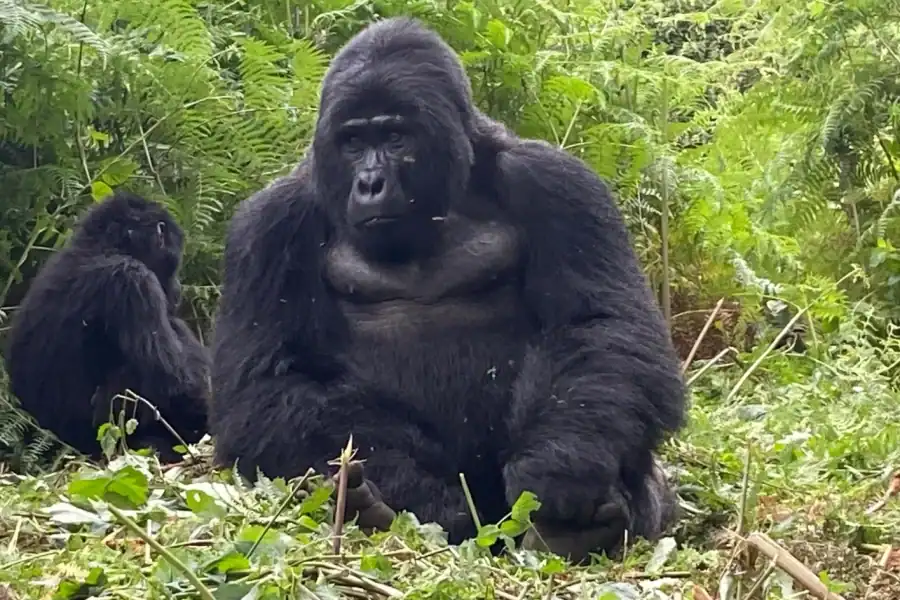 🕓The Gorilla Trekking Tour and the Nile Trail Uganda