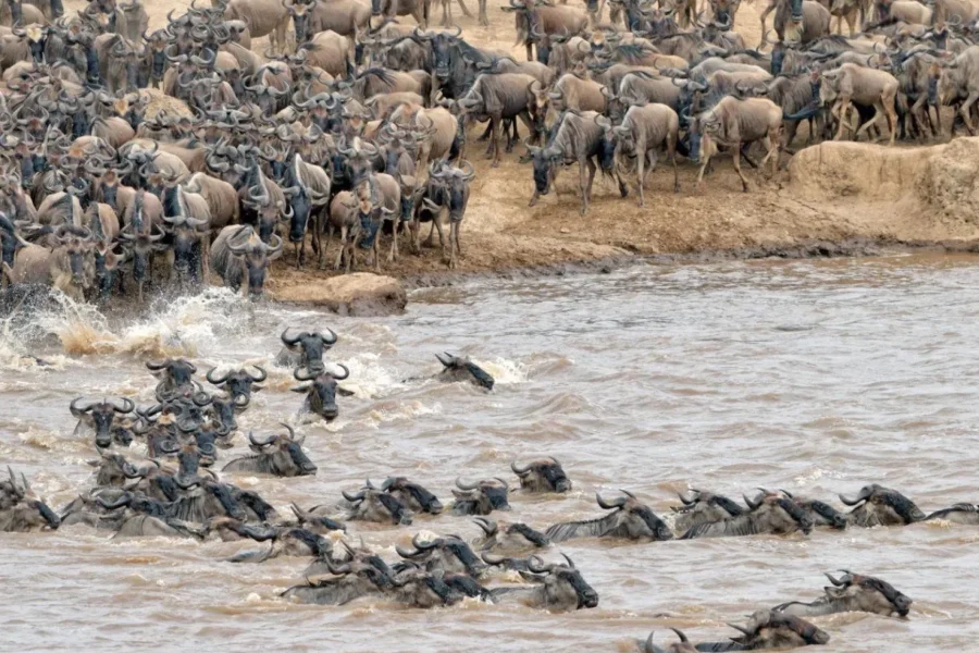 🕓The Wildebeest Migration Safari-Massai Mara
