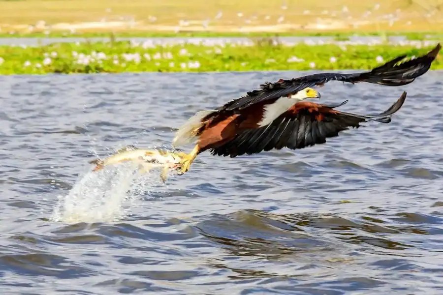 🕓Tiger Fishing Trip on the Zambezi River