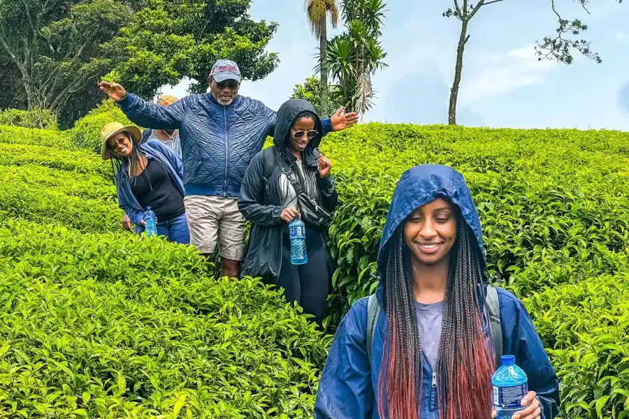 🕓Tigoni Tea Farm Tour with Tasting and Snacks