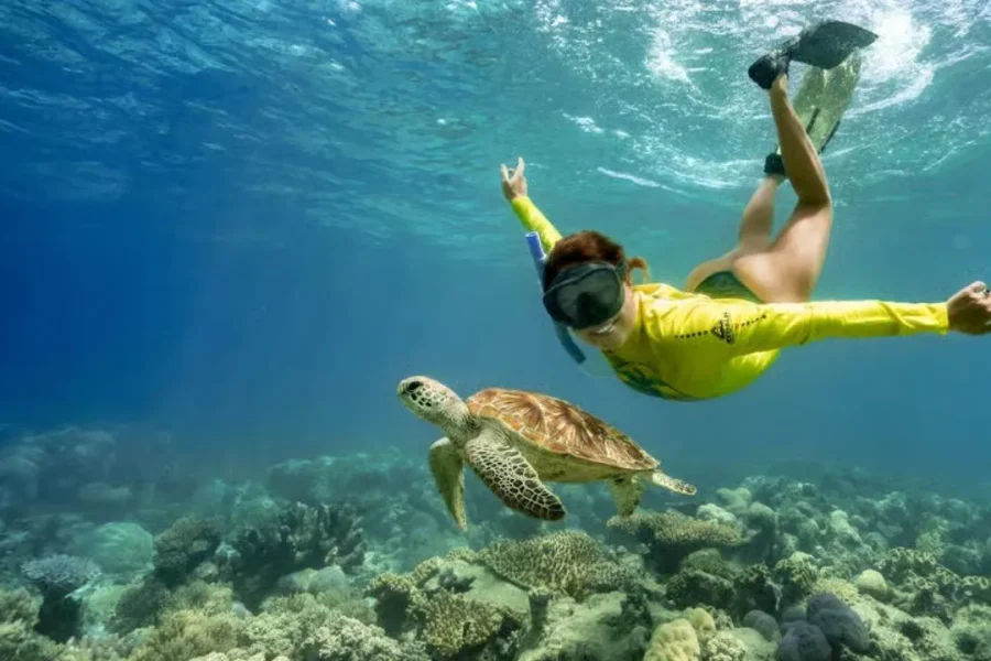 🕓Tofo: Ocean Safari Wildlife Spotting