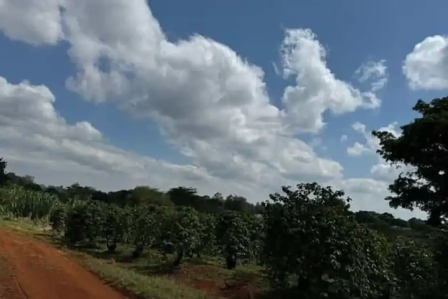 🚸Tour To Fairview Coffee Farm