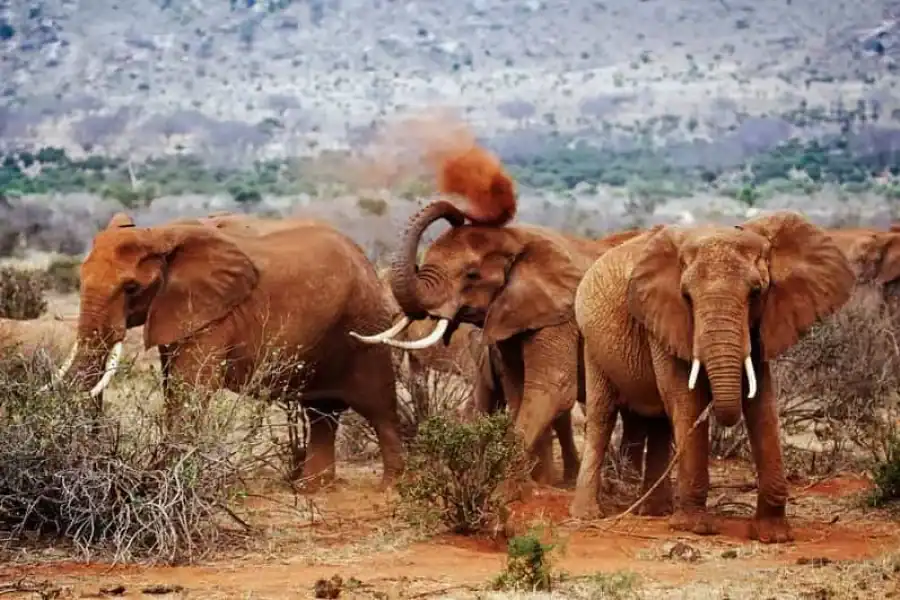 🚸Tsavo East And West: 3-day Wildlife Safari From Mombasa