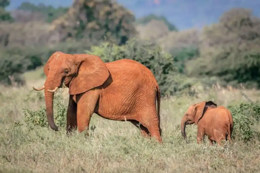 🕓Tsavo East from Mombasa /Port/Diani- Small Group
