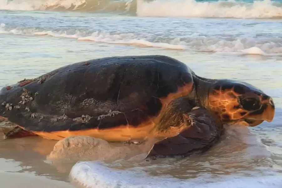 🕓Turtle Watching Experience