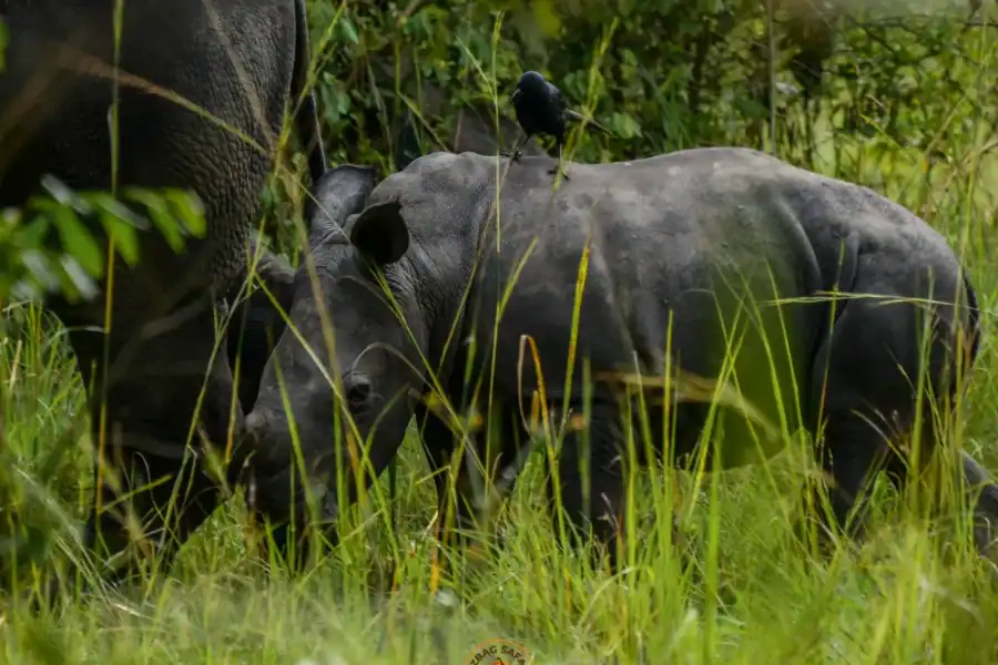🕓Uganda 10-Day wild and primate safari.