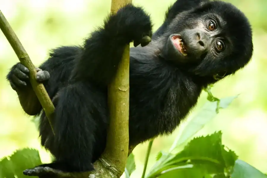 🕓Uganda: 17-Day Honeymoon Safari with Gorilla Trekking
