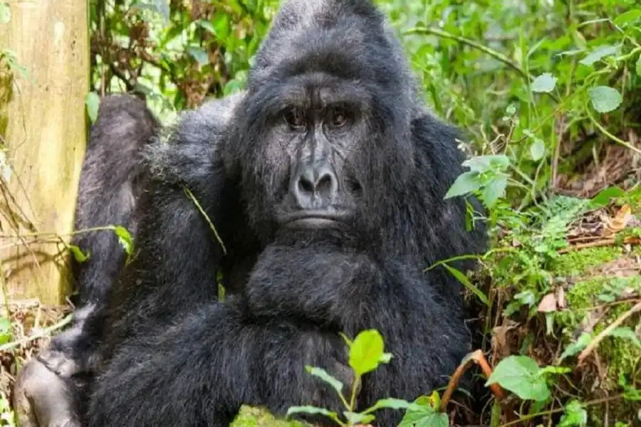 🕓Uganda: 2-Day Gorilla Trekking Safari in Uganda