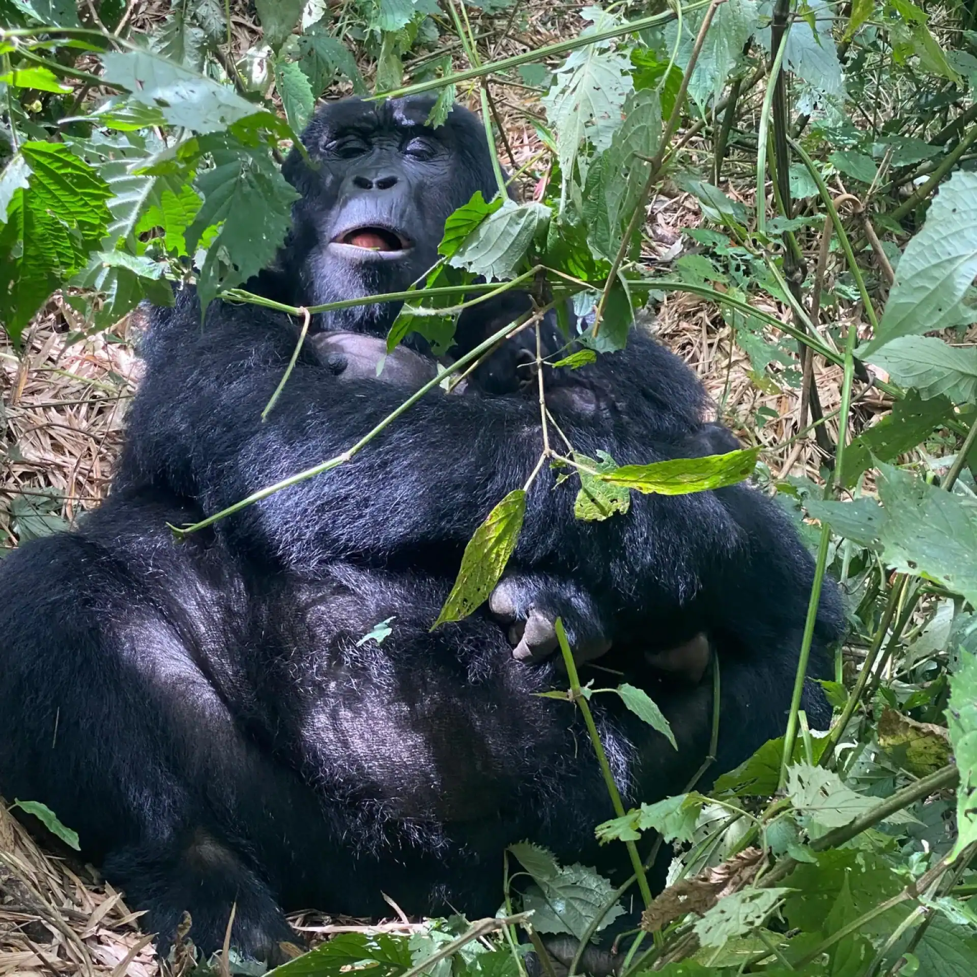 🕓Uganda: 3-Day Lake Mburo Park and Bwindi Gorilla Trekking