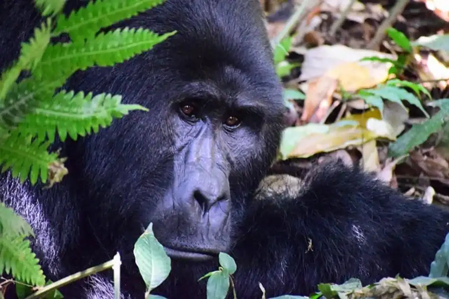 🕓Uganda: 4-Day Bwindi Budget Gorilla Trekking Tour