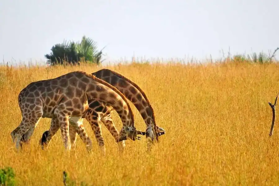 🕓Uganda: 4-Day Kidepo Valley National Park Safari Tour