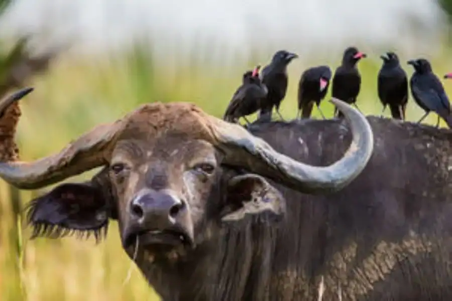 🕓Uganda: 4-Day Safari to Lake Mburo and Queen Elizabeth NP