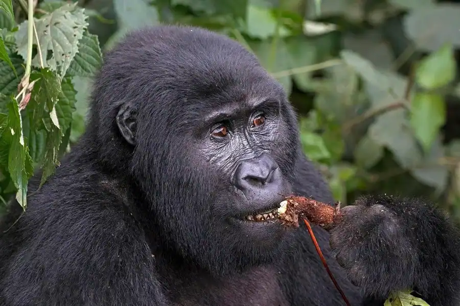 🕓Uganda: 5-Day Gorilla Trekking and Wildlife Safari