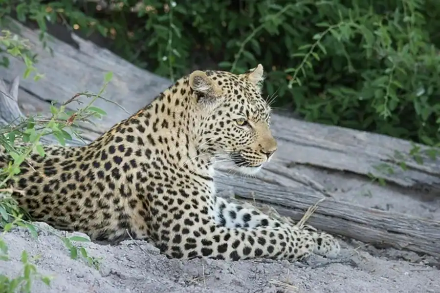 🕓Uganda: 5-Day Midrange Gorilla Trekking and Wildlife Tour