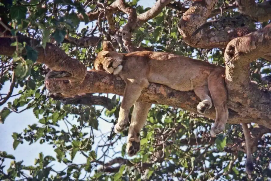 🕓Entebbe: 3- Day Perfect Queen Elizabeth National Park Tour