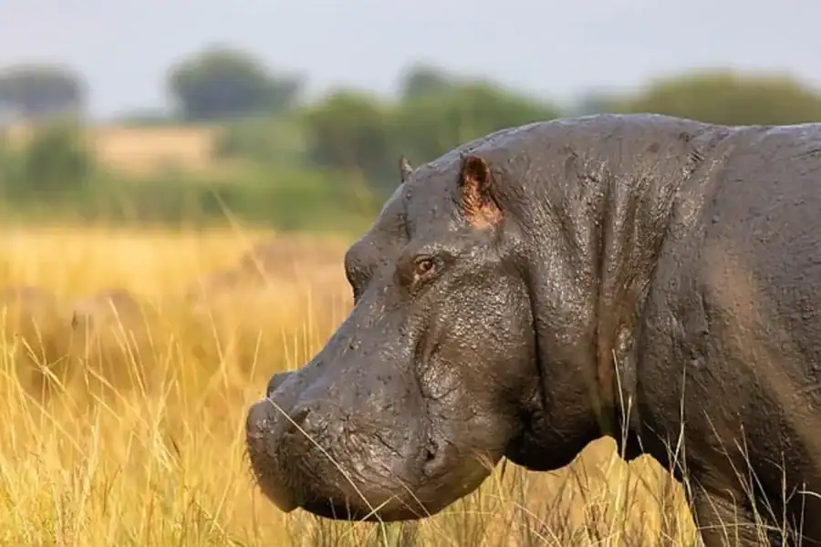 🕓Uganda: 6-Day Uganda Primate Trekking Safari Tour