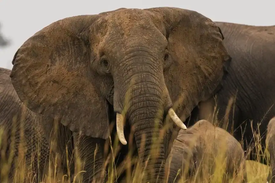 🕓Uganda: 7-Day Gorilla Safari Tour with Guide