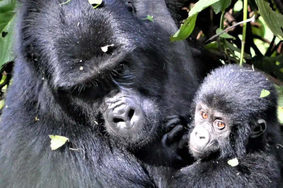 🕓Uganda :7-Days Gorilla trekking Safari