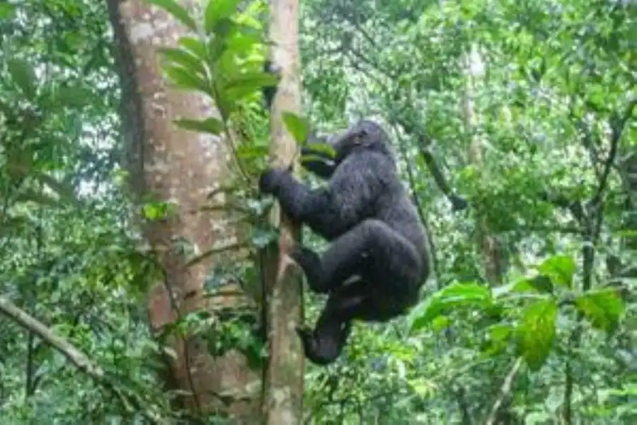 🕓Uganda: 9-Day Midrange Wildlife, Chimps& Gorilla Safari