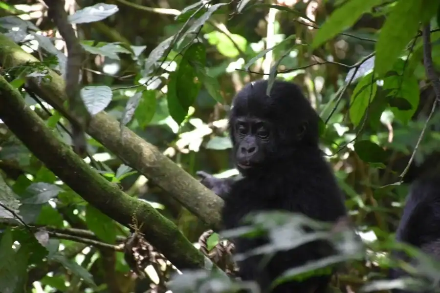 🕓Uganda: Gorilla Trekking and Walking Safari 6-Day Tour