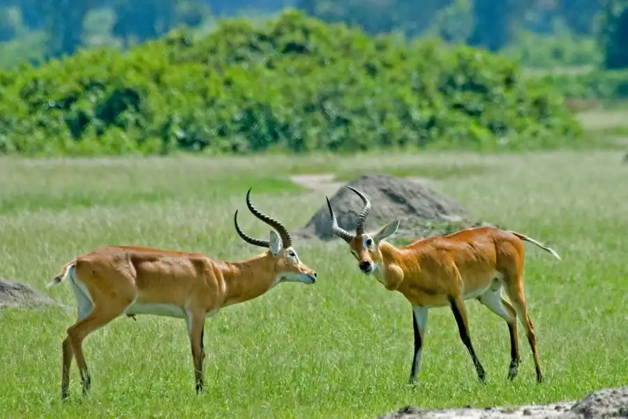 🕓Uganda: Queen Elizabeth National Park 3-Day Safari Tour