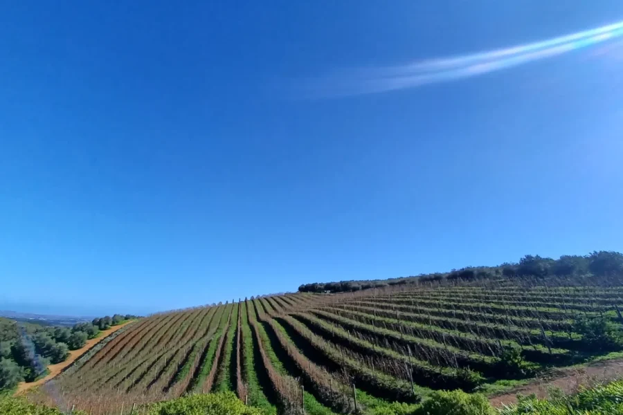 🕓UNCORK THE CAPE : Stellenbosch Halfday wine tour
